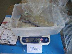 天神崎　エギングでアオリイカの釣果