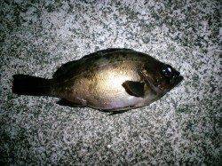 青イソメで根魚狙いなんとか 丸々したメバルGET♪