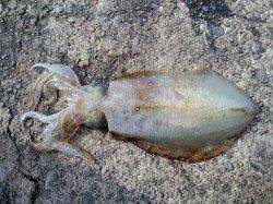 日本海も春イカ開幕か　アオリイカのキロアップ＆コウイカ情報