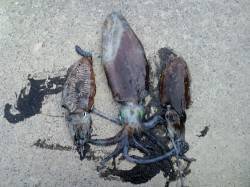 日本海も春イカ開幕か　アオリイカのキロアッ…