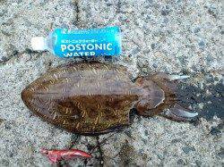 久美浜　墨族カンパリレッドでコウイカ1400g☆