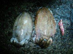 久美浜　大潮満月のエギング釣行