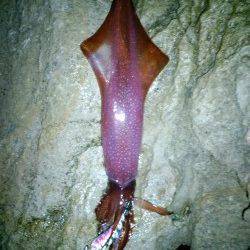 夕日港でエギング、中層〜表層を狙うとイカパンチでケンサキイカ