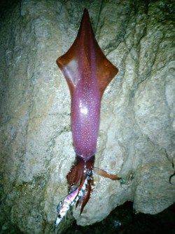 夕日港でエギング、中層〜表層を狙うとイカパンチでケンサキイカ