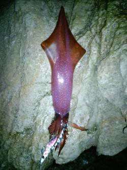 夕日港でエギング、中層〜表層を狙うとイカパ…