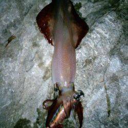 久美浜エギング、アオリは見られずでしたがケンサキイカをゲット