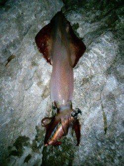 久美浜エギング、アオリは見られずでしたがケンサキイカをゲット