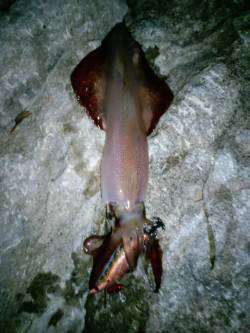 久美浜エギング、アオリは見られずでしたがケ…