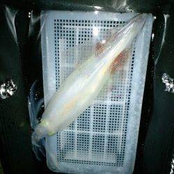 久美浜エギング、アオリは見られずでしたがケンサキイカをゲット