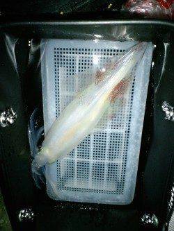 久美浜エギング、アオリは見られずでしたがケンサキイカをゲット