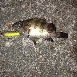 高砂港 プラグでメバル初GET☆ 良型タケノコもGET