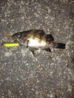 高砂港 プラグでメバル初GET☆ 良型タケノコもGET