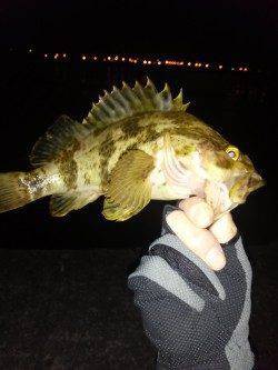 高砂港 プラグでメバル初GET☆ 良型タケノコもGET