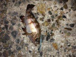 高砂港　メバリングにシーバス40cmがヒット