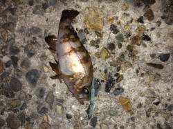 高砂港　メバリングにシーバス40cmがヒッ…