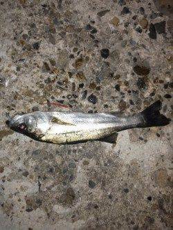 高砂港　メバリングにシーバス40cmがヒット