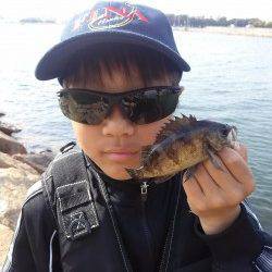 本荘人工島で穴釣り〜メバル確実に大きくなってきました♪