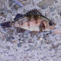 メバリングタックルでのポン級アイナメ♪〜高砂港での探り釣り