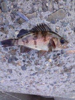 メバリングタックルでのポン級アイナメ♪〜高砂港での探り釣り