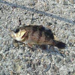 高砂港で朝の2時間探り釣り〜ガシラ・アイナメ・メバル