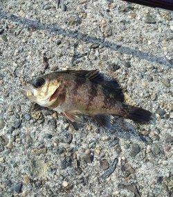 高砂港で朝の2時間探り釣り〜ガシラ・アイナメ・メバル