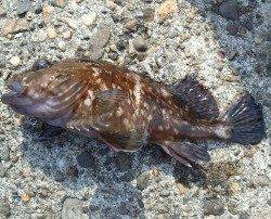 高砂港で朝の2時間探り釣り〜ガシラ・アイナメ・メバル