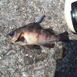 根魚五目達成！　高砂港にて探り釣り、穴釣り