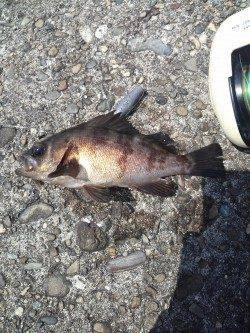 根魚五目達成！　高砂港にて探り釣り、穴釣り