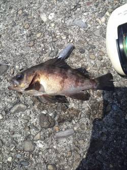 根魚五目達成！　高砂港にて探り釣り、穴釣り…