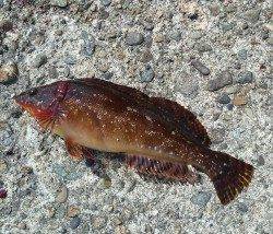 根魚五目達成！　高砂港にて探り釣り、穴釣り