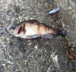 東二見人工島で探り釣り〜ガシラ・アイナメ・メバル・コブダイ