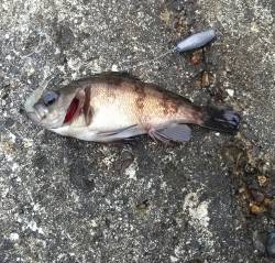 東二見人工島で探り釣り〜ガシラ・アイナメ・…