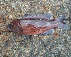 東二見人工島で探り釣り〜ガシラ・アイナメ・メバル・コブダイ