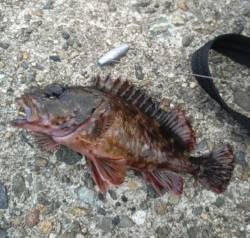 高砂港にてシラサの穴釣りでガシラの釣果