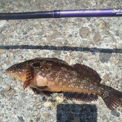 高砂港で探り釣り1時間勝負　アイナメにガシラ