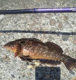 高砂港で探り釣り1時間勝負　アイナメにガシ…