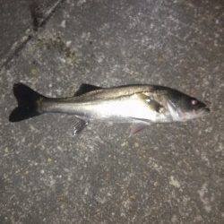 高砂港メバリング〜ハネ・ガシラの釣果