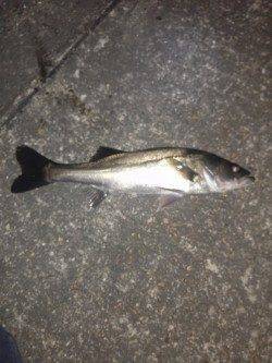 高砂港メバリング〜ハネ・ガシラの釣果