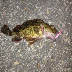 高砂港メバリング〜ハネ・ガシラの釣果