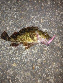 高砂港メバリング〜ハネ・ガシラの釣果