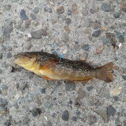 本荘人工島で探り釣り〜シラサでアイナメ・ガシラ