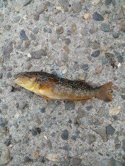 本荘人工島で探り釣り〜シラサでアイナメ・ガシラ