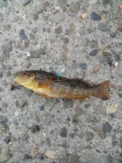 本荘人工島で探り釣り〜シラサでアイナメ・ガ…