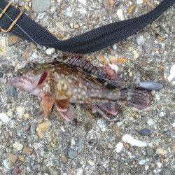 東二見人工島にてシラサで探り釣り〜ガシラなどの釣果