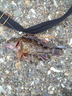 東二見人工島にてシラサで探り釣り〜ガシラなどの釣果