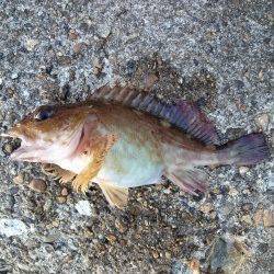 東二見人工島にてシラサで探り釣り〜ガシラなどの釣果