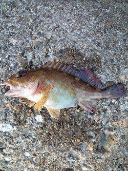 東二見人工島にてシラサで探り釣り〜ガシラなどの釣果