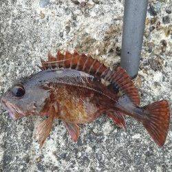 本荘人工島 穴釣りでガシラ・アイナメ・メバル