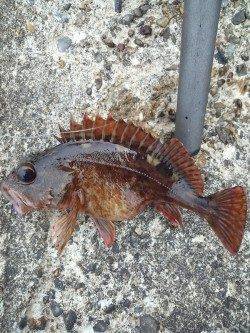 本荘人工島 穴釣りでガシラ・アイナメ・メバル