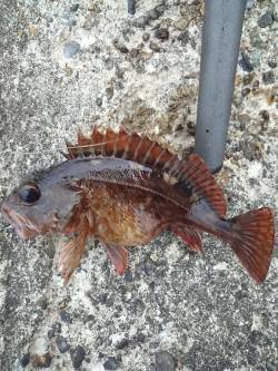 本荘人工島 穴釣りでガシラ・アイナメ・メバ…